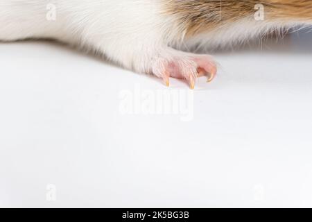 Artigli di cavia a lunga crescita su sfondo bianco con spazio per il testo Foto Stock