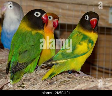 Agapornids in ritratto: Pappagalli nani colorati e socievoli, che sono anche molto intelligenti. Foto Stock