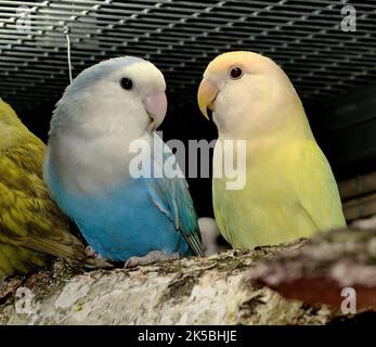 Agapornids in ritratto: Pappagalli nani colorati e socievoli, che sono anche molto intelligenti. Foto Stock