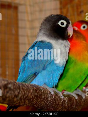 Agapornids in ritratto: Pappagalli nani colorati e socievoli, che sono anche molto intelligenti. Foto Stock