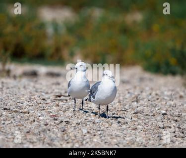 Un primo piano di un gruppo di gabbiani seduti sulla sabbia vicino alla spiaggia Foto Stock
