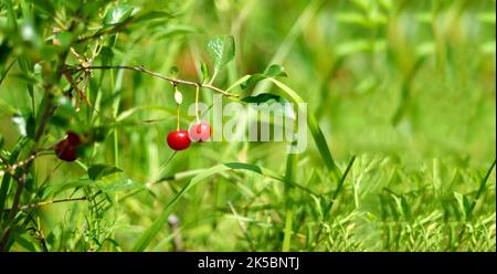 Frutti di bosco rosso ciliegia abbondanza raccolto, estate. Ciliegio. Ramo di ciliegie mature su albero in giardino. Messa a fuoco selettiva. Spazio di copia Foto Stock