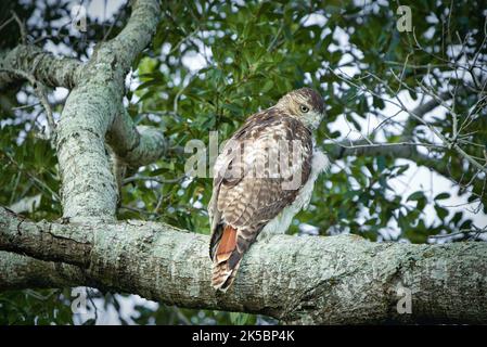 La vista da dietro di un falco dalla coda rossa che guarda da un lato mentre si aggetta sul ramo Foto Stock