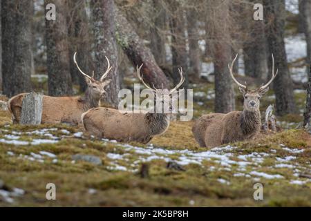 I tre moschettieri. Tre stag di cervo rosso (Cervus elaphus) che si trovano insieme nella foresta di pini caledoni . Scozia, Regno Unito Foto Stock