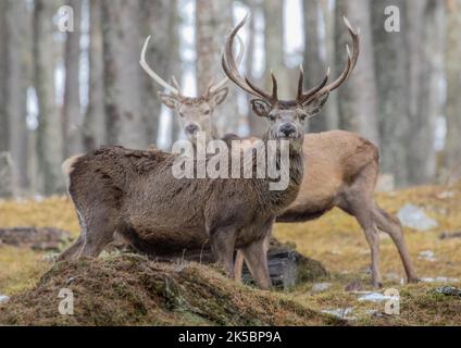Un paio di stacchi di cervo rosso (Cervus elaphus) di diverse età che si trovano insieme guardando la macchina fotografica nella foresta di pini caledoni . Scozia, Regno Unito Foto Stock