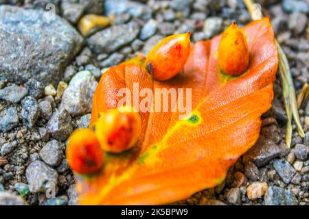 Foglie d'autunno giallo Orang sul terreno asfaltato con funghi frutta infestazione fungina a Leherheide Bremerhaven Brema Germania. Foto Stock