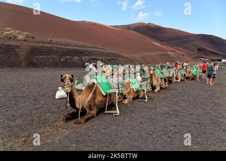 Primo piano di cammello in attesa di turisti nel Parco Nazionale di Timanfaya, Lanzarote Spagna - 20th settembre 2022 Foto Stock