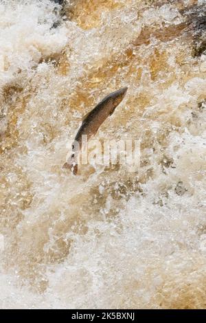 Gartness, Stirling, Scozia, Regno Unito. 7th Ott 2022. Il tempo in Gran Bretagna - con l'acqua di Endrick in piena velocità dopo le forti piogge il salmone Atlantico sta saltando sulle cascate ai Pot of Gartness a Stirling, Scozia. Durante la fine dell'estate e dell'autunno, durante un viaggio epico conosciuto come la grande corsa di salmone dell'Atlantico, i salmoni navigano verso il loro fiume di nascita, e mentre i livelli del fiume aumentano con le piogge, si spostano a monte per generare. Credit: Kay Roxby/Alamy Live News Foto Stock