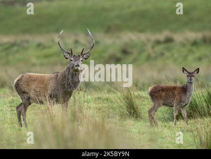 Un cervo rosso (Cervus elaphus) e la sua sposa adolescente prese contro la brughiera e le rive del fiume a Glen Affric . Scozia, Regno Unito Foto Stock