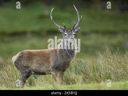 Un grande e forte cervo rosso (Cervus elaphus) tra le canne e le giunche in Glen Affric . Scozia, Regno Unito Foto Stock