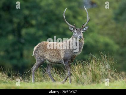 Un cervo rosso (Cervus elaphus) giù dal fiume in mezzo alle erbe in Glen Affric . Scozia, Regno Unito Foto Stock