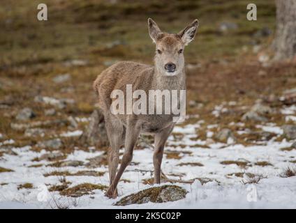 Un primo piano di un giovane cervo rosso (Cervus elaphus) che si trova nella neve tra gli alberi dei monti Cairngorms . Scozia, Regno Unito Foto Stock