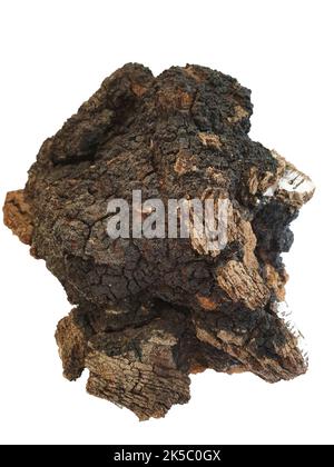 Fungo di legno chaga isolato su sfondo bianco. Foto Stock