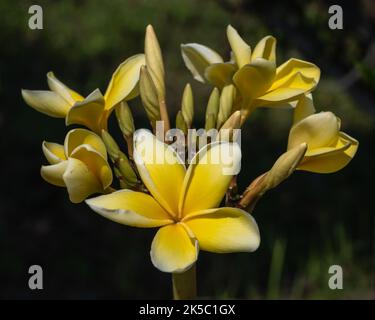 Vista in primo piano di una plumeria gialla luminosa o di un gruppo di fiori frangipani nel soleggiato giardino tropicale all'aperto isolato su sfondo naturale Foto Stock