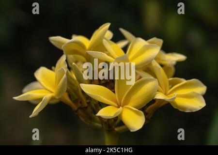 Vista in primo piano di un frangipani giallo brillante o di un gruppo di fiori plumeria nel soleggiato giardino tropicale isolato su sfondo naturale scuro Foto Stock