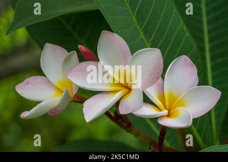 Vista in primo piano di delicati fiori profumati rosa bianchi e gialli di frangipani, aka plumeria albero tropicale isolato su sfondo naturale all'aperto Foto Stock