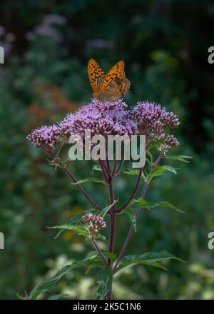 Colorato arancione e nero verde scuro fritillary o speyeria aglaja farfalla su eupiatorium cannabinum aka canapa-agrimonia viola fiore rosa in natura Foto Stock