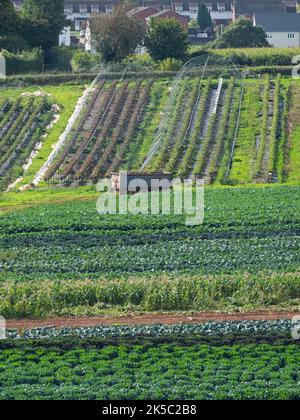 Disposizione di un giardino di mercato nel Devon UK che produce una varietà di colture vegetali coltivate sia all'aperto che in tunnel di polietilene Foto Stock