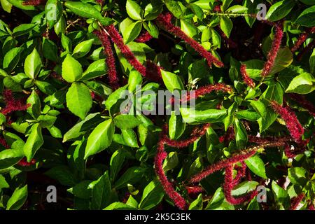 Primo piano dell'amore si trova Bleeding fiori a Grand Cayman, Isole Cayman Foto Stock