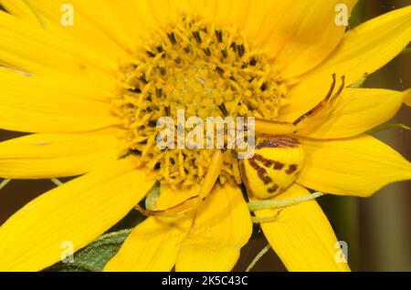 Spider di granchio Whitebanded, Mosumenoides formosipes, in agguato sul girasole di Massimiliano, Helianthus maximiliani Foto Stock
