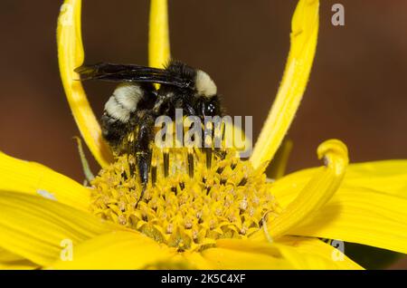 American Bumble Bee, Bombus pensylvanicus, foraggio su Maximilian girasole, Helianthus maximiliani Foto Stock