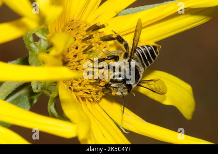 Leafcutter Bee, Megachile sp., foraggio su girasole Maximilian, Helianthus maximiliani Foto Stock