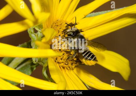 Leafcutter Bee, Megachile sp., foraggio su girasole Maximilian, Helianthus maximiliani Foto Stock