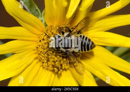 Leafcutter Bee, Megachile sp., foraggio su girasole Maximilian, Helianthus maximiliani Foto Stock