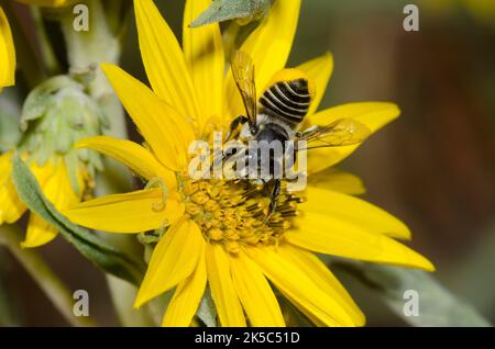 Leafcutter Bee, Megachile sp., foraggio su girasole Maximilian, Helianthus maximiliani Foto Stock