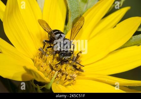 Ape a cucù, Tribe Epeolini, foraging su girasole Massimiliano, Helianthus maximiliani Foto Stock