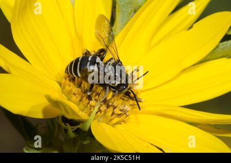 Ape a cucù, Tribe Epeolini, foraging su girasole Massimiliano, Helianthus maximiliani Foto Stock