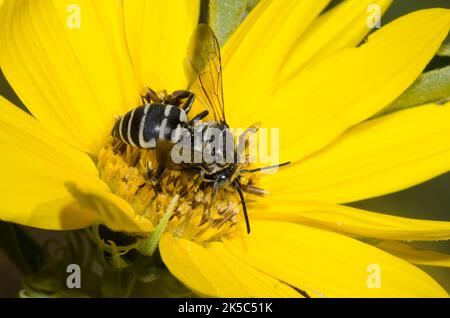 Ape a cucù, Tribe Epeolini, foraging su girasole Massimiliano, Helianthus maximiliani Foto Stock