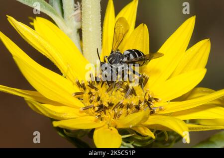 Ape a cucù, Tribe Epeolini, foraging su girasole Massimiliano, Helianthus maximiliani Foto Stock