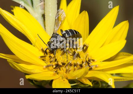 Ape a cucù, Tribe Epeolini, foraging su girasole Massimiliano, Helianthus maximiliani Foto Stock