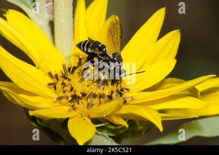 Ape a cucù, Tribe Epeolini, foraging su girasole Massimiliano, Helianthus maximiliani Foto Stock