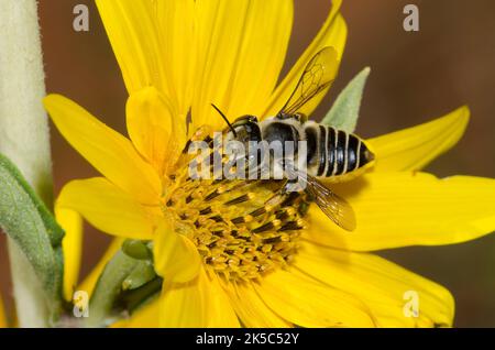 Leafcutter Bee, Megachile sp., foraggio su girasole Maximilian, Helianthus maximiliani Foto Stock