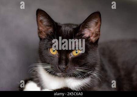 Un ritratto di un bianco e nero con occhi gialli seduti su una superficie Foto Stock
