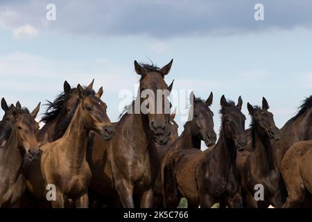 Csikos cowboys Ungheria Hortobagy Puzsta tradizione europea Foto Stock