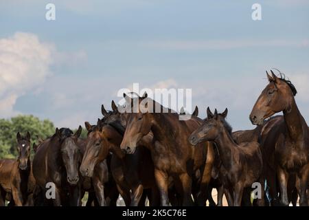 Csikos cowboys Ungheria Hortobagy Puzsta tradizione europea Foto Stock