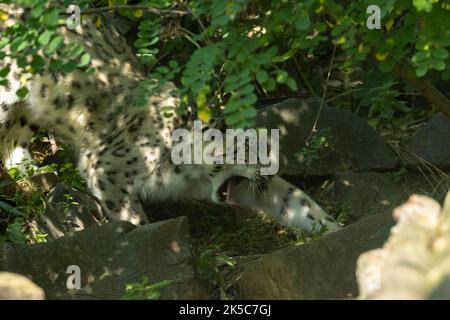 leopardo della neve gatto grande Nyiregyhaza Sosto zoo Ungheria Foto Stock