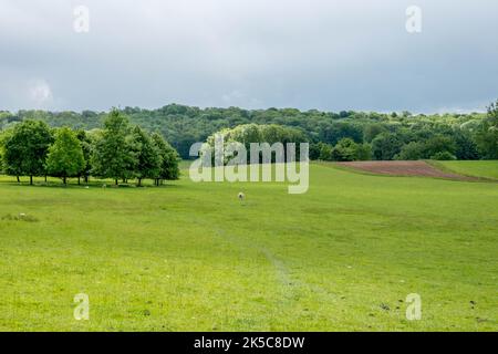 Vista sulle pecore che si riparano tra un cerchio di alberi dal Cotswolds Way National Trail Foto Stock