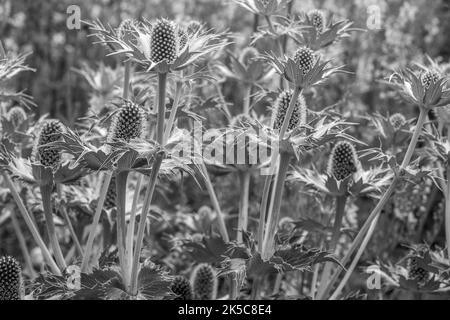 Eryngiums conosciuto anche come agrifoglio di mare con foglie spinose e una caratteristica ruff intorno ai fiori in bianco e nero Foto Stock