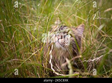 tabby gatto norvegese foresta all'aperto in erba alta sulla caccia osservando in alto Foto Stock