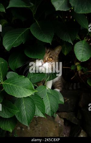 curioso gatto bianco tabby nascosto dietro le foglie verdi sotto pianta idrangea all'aperto guardando la macchina fotografica Foto Stock