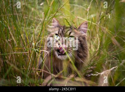 tabby gatto norvegese foresta all'aperto in erba alta sulla caccia osservando in alto Foto Stock