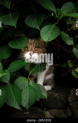 curioso gatto bianco tabby nascosto dietro le foglie verdi sotto pianta idrangea all'aperto guardando la macchina fotografica Foto Stock