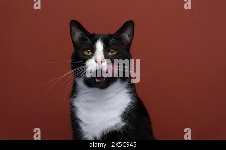 gatto tuxedo bianco e nero affamato con bocca aperta labbra leccanti su sfondo rosso con spazio copia Foto Stock