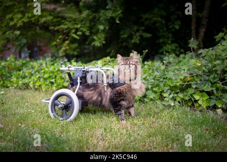 gatto tabby longhair in piedi all'aperto nel giardino con ausilio per camminare o sedia a rotelle Foto Stock