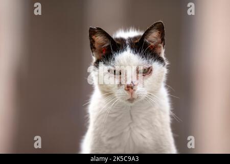 primo piano ritratto di gatto randagio malato ritratto a palma di maiorca, spagna Foto Stock
