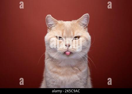 arrabbiato zenzero britannico shorthair gatto ritratto su sfondo rosso che si stacca la lingua rendendo divertente faccia mischievous Foto Stock